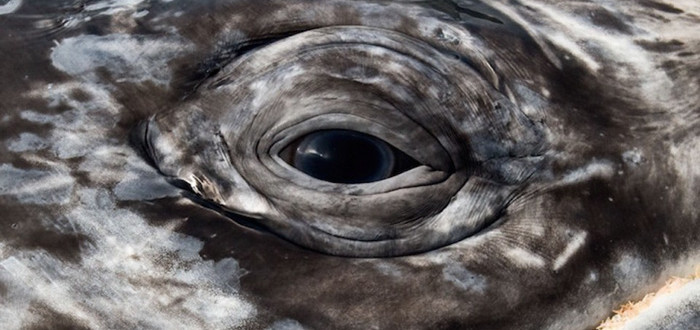 marine-life-sea-animal-photography-by-Christopher-Swann-5
